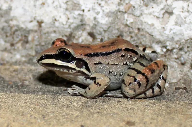 anfibios